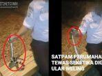 detik-detik-seorang-satpam-tewas-digigit-ular-berbisa.jpg