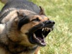 digigit-anjing-rabies-anak-meninggal_20180322_195141.jpg