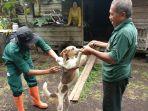 dinas-pertaniaan-bengkalis-vaksin-rabies.jpg