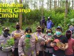 ditemukan-1-hektare-ladang-ganja-di-perbatasan-suntenjaya-lembang-kbb.jpg