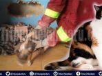 drama-penyelamatan-seekor-kucing-terjebak-di-antara-tembok-rumah-toko-oleh-petugas-dpkp-pekanbaru.jpg