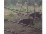 dua-ekor-beruang-resahkan-warga-bukit-timah-dumai-kerap-mangsa-ayam-peliharaan.jpg