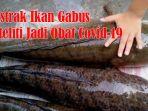 ekstrak-ikan-gabus-dan-temulawak-sedang-diteliti-untuk-obat-covid-19-oleh-peneliti-di-indonesia.jpg