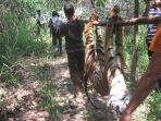 evakuasi-bangkai-harimau-sumatera-berusia-tiga-tahun_20180201_153804.jpg