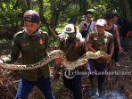 evakuasi-ular-piton-sepanjang-lima-meter-di-kecamatan-tampan-pekanbaru.jpg