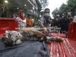 foto_harimau_sumatera_mati_terjerat_di_bengkalis_riau_1.jpg<pf>foto_harimau_sumatera_mati_terjerat_di_bengkalis_riau_2.jpg<pf>foto_harimau_sumatera_mati_terjerat_di_bengkalis_riau_3.jpg