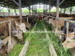 foto_kebutuhan_hewan_kurban_di_riau_meningkat_12_persen_2.jpg
