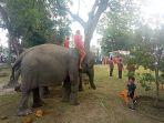 gajah-ikut-upacara.jpg