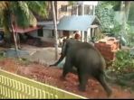 gajah-ngamuk_20170814_163622.jpg