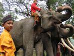 gajah-upacara-hut-ri-78-pku.jpg<pf>gajah-vera-indah-dan-bankin.jpg<pf>3-gajah-upacara.jpg