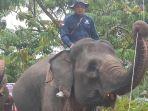 gajah-vera-kerek-tali-bendera.jpg