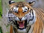 gigi-harimau.jpg
