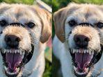 gigitan-anjing-terbaru.jpg
