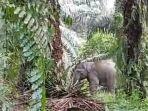 habitat-gajah-banjir-di-pelalawan.jpg