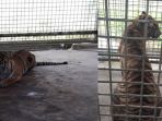 harimau-bonita-idap-tumor_20180423_161955.jpg