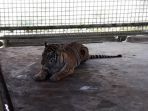 harimau-bonita-okee_20180423_155727.jpg
