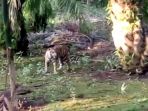 harimau-liar-di-inhil_20170523_212900.jpg