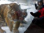 harimau-siberia-di-kebun-binatang-zurich.jpg