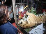 harimau-sumatera-mati-terkena-jerat-di-perbatasan-desa-muara-lembu-dibawa-ke-bbksda-riau_20180926_221158.jpg