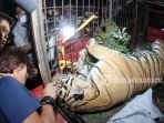 harimau-sumatera-mati-terkena-jerat-di-perbatasan-desa-muara-lembu-dibawa-ke-bbksda-riau_20180926_221306.jpg