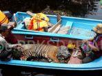 harimau-sumatera-terkena-jerat-di-pelalawan.jpg