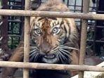 harimau-sumatera-yang-ditangkap-di-solok.jpg