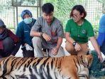harimau-sumatra-inung-rio-saat-menjalani-perawatan.jpg