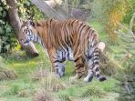 harimau_20170929_171329.jpg