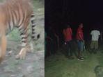 harimau_berkeliaran_di_desa_tasik_tebing_serai_bengkalis_selasajpg.jpg