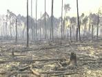 hutan-desa-tangjungperanap-hangus-terbakar-17102015_20151025_141546.jpg