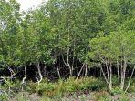 hutan-mangrove-di-pesisir-pulau-bokor.jpg