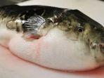 ikan-buntal.jpg
