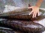 ikan-gabus-atau-kutuk.jpg