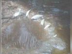 ikan-mati-di-inhu_20180725_171507.jpg