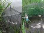 ikan-mengapung-di-atas-sungai-kerumutan-pada-rabu-2122018-lalu-ikan-ikan-itu-mati-mendadak_20180223_174357.jpg