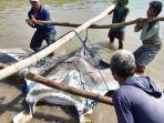 ikan-pari-manta-raksasa-yang-tersangkut-jaring-nelayan-lamongan.jpg