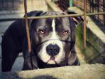 ilustrasi-anjing-pit-bull.jpg