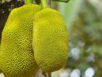 ilustrasi-buah-nangka_20150818_151053.jpg