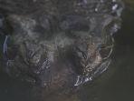 ilustrasi-buaya-di-rohil.jpg