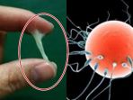 ilustrasi-sperma-ok_20170617_100520.jpg