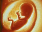 ilustrasi_janin_1_20151006_133041.jpg