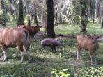 induk-sapi-saat-sedang-bermain-dengan-anak-babi.jpg