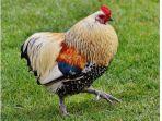 inilah-jawban-versi-asli-mengapa-lutut-ayam-di-belakang.jpg