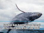jawaban-ikan-ikan-apa-yang-berhenti.jpg