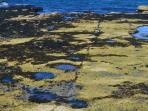 jejak-kaki-dinosaurus-isle-of-skye-skotlandia_20151208_173706.jpg