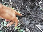 jejak-kaki-harimau-yang-ditemukan-di-belakang-rumah-warga-teluk-meranti-kabupaten-pelalawan_20180415_123631.jpg