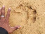 jejak_tapak_kaki_harimau_sumatera_di_desa_kualu_nanas_1.jpg