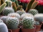 kaktus-mini-terbaru.jpg