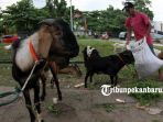 kambing-kurban-hewan-kurban-idul-adha-2018_20180820_170439.jpg