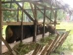 kandang-ternak-sapi-hewan-kurban-idul-adha-2018_20180821_082440.jpg